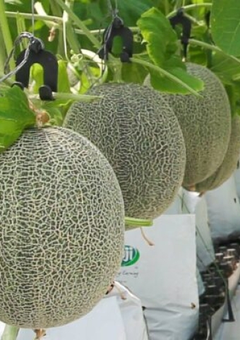 DƯA XANH RUỘT CAM