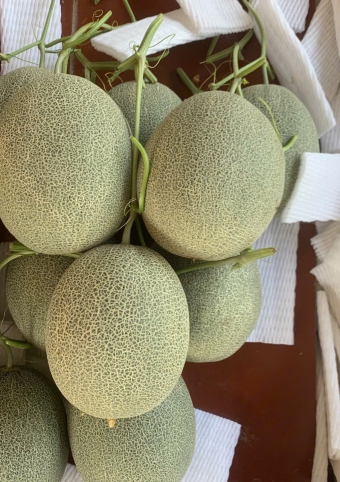 DƯA LƯỚI ĐẾ MẬT