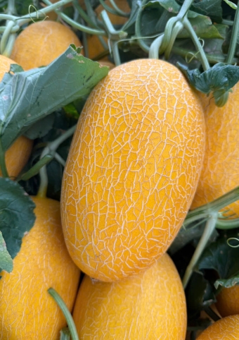DƯA LƯỚI VÀNG DÀI