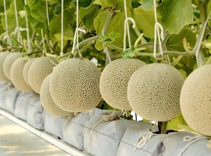 cac-loai-dua-luoi-ngon-va-pho-bien-tren-thi-truong-hien-nay