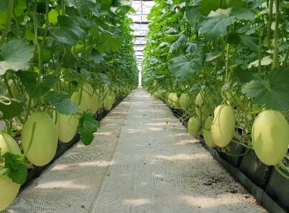 ky-thuat-trong-dua-luoi