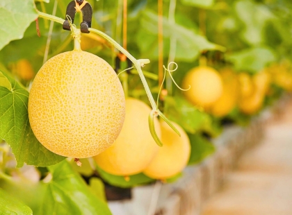 gia-ca-dua-luoi-tren-thi-truong-hien-nay