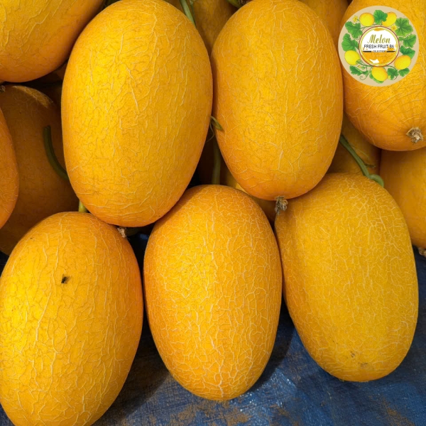 DƯA LƯỚI VÀNG DÀI