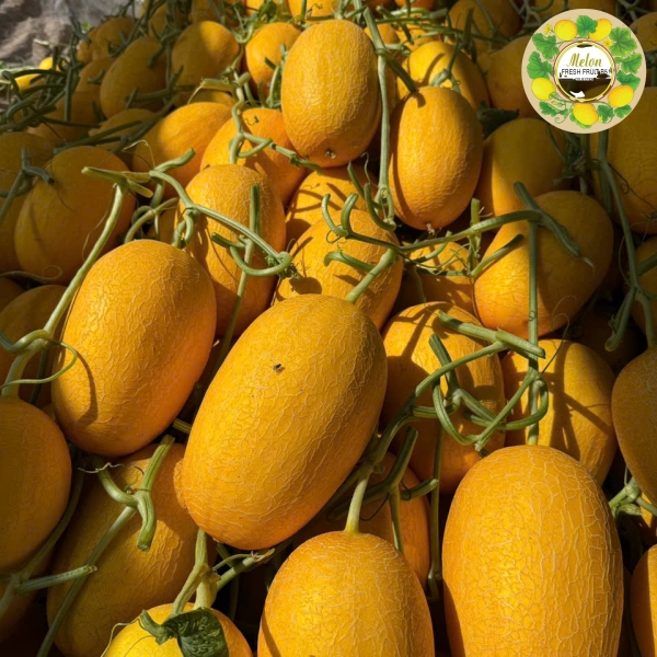 DƯA LƯỚI VÀNG DÀI